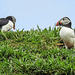 20190612 5021CPw [R~GB] Papageitaucher, Skomer, Wales