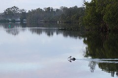 89/366 river Pelican