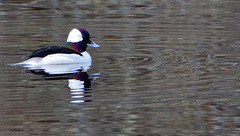 Rainbow Duck