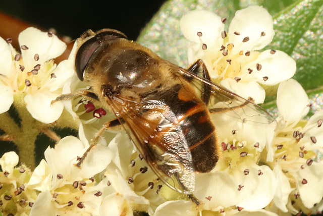 IMG 3532Hoverfly