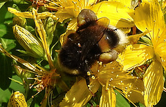 20200622 8804CPw [D~LIP] Erdhummel, Johanniskraut (Hypericum perforatum), Bad Salzuflen