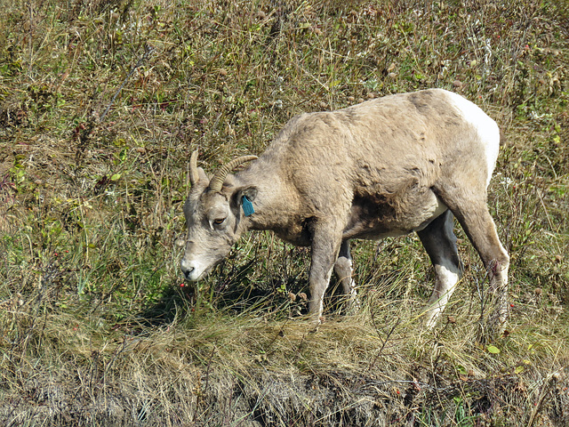 Bighorn Sheep