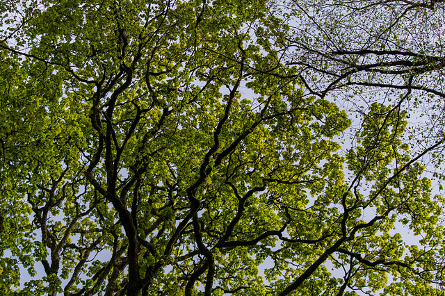 Pied Flycatcher was in this tree !