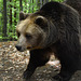 Bulgaria, Huge Bear in the Belitsa Sanctuary