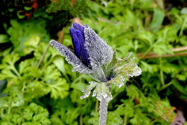 Toute 1ère au jardin...