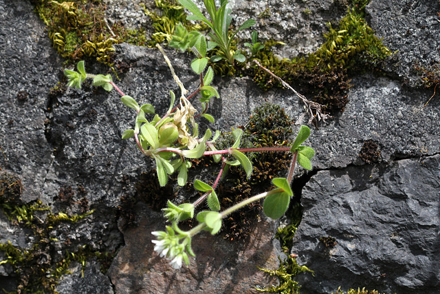 Cerastium glomeratum (8)