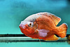 Red Melon Oscar Fish – Pacific Aquarium & Plant, Delancey Street near Eldridge, Lower East Side, New York, New York