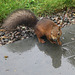 It's a wet day to be out foraging, if you are a red squirrel...