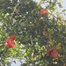 Pomegranates in Mandi's garden