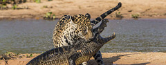 onca-jacare-pantanal