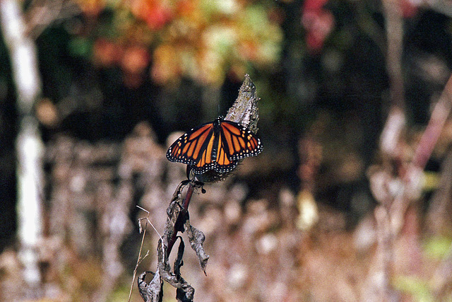 Autumn Monarch