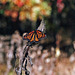 Autumn Monarch