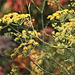 Dill