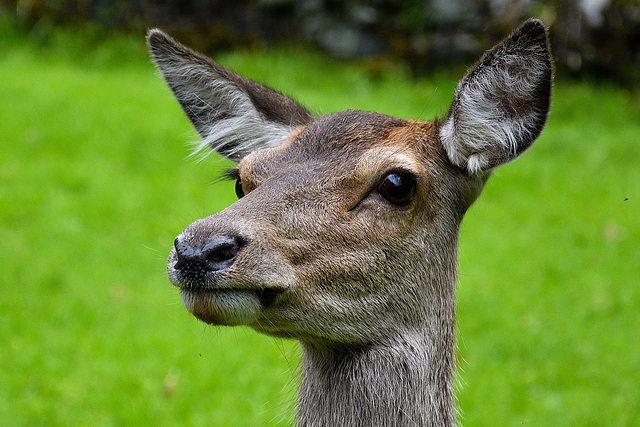 Glen Etive Red Deer Hind, Argyll, Scotland