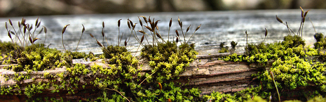 Little Mossy Landscape 4