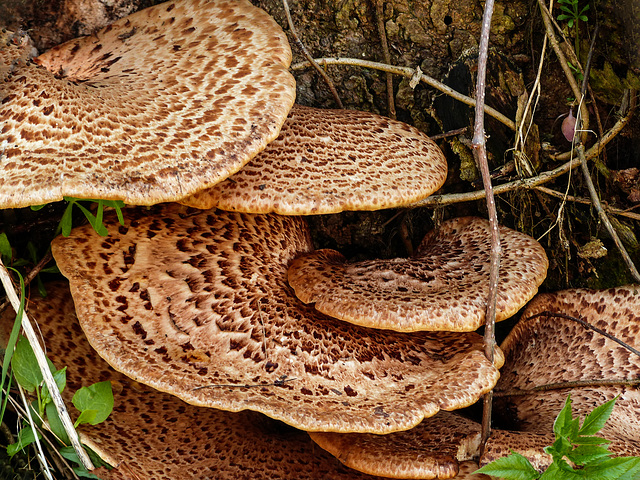 Dryad's Saddle fungus, Pt Pelee, Ontario