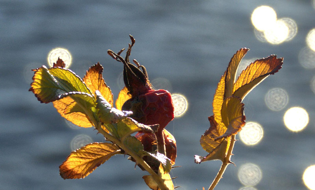 Sun and Silken Threads