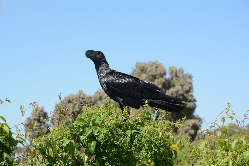 Ethiopia, Simien Mountains, The Raven