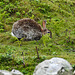 20190612 5022CPw [R~GB] Wildkaninchen, Skomer, Wales