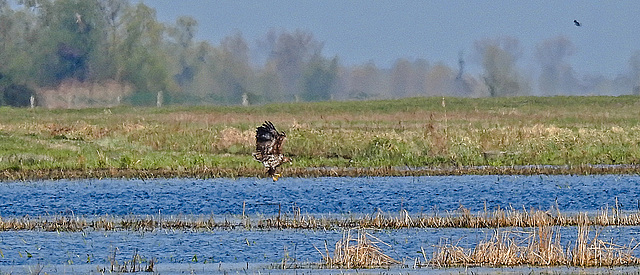 20190409 4610CPw [D~HVL] Seeadler, Parey/Wolsier