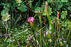 20171012 3612VRMw [D~LIP] Schlauchpflanzen (Sarracenia purpurea), [Trompetenpflanze] [Trompetenblatt], UWZ, Bad Salzuflen