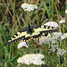 Swallowtailbutterfly on Achillea millefolium
