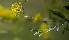 20200527 3875VRAw  [D~LIP] Färber-Waid (Isatis tinctoria agg), UWZ, Bad Salzuflen