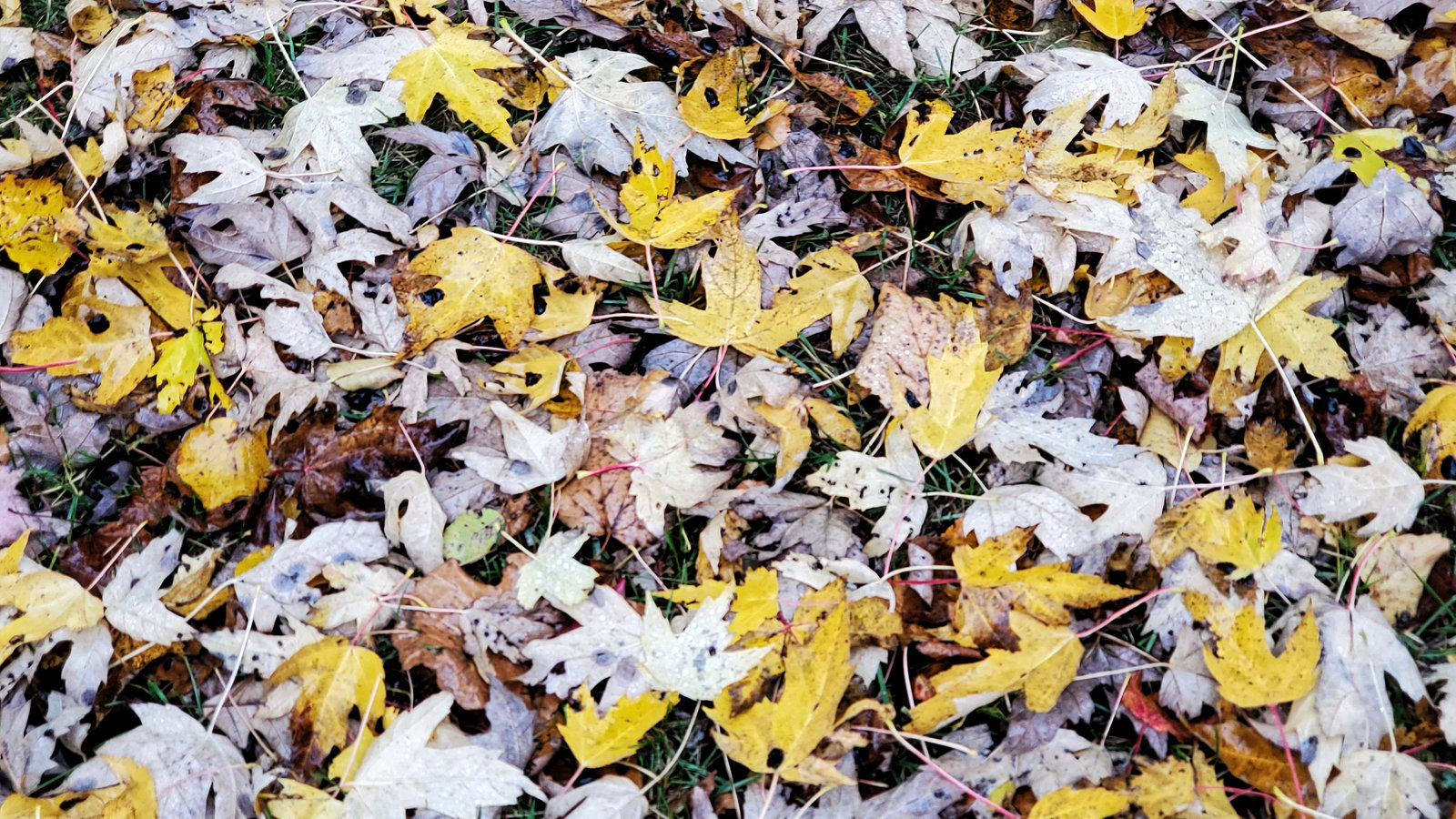 Fallen Leaves