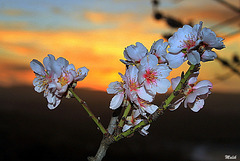 Couchant aux fleurs d'amandier.