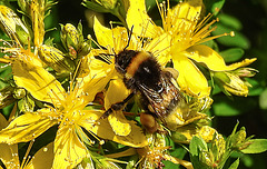 20200622 8807CPw [D~LIP] Erdhummel, Johanniskraut (Hypericum perforatum), Bad Salzuflen