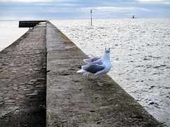 le goeland marin photogénique