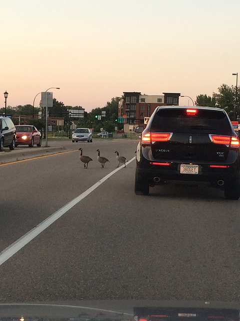 jaywalkers