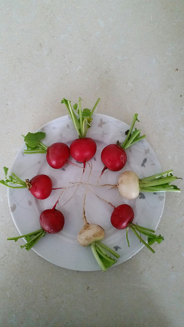 Just radishes