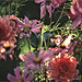 Cosmea & Dahlia