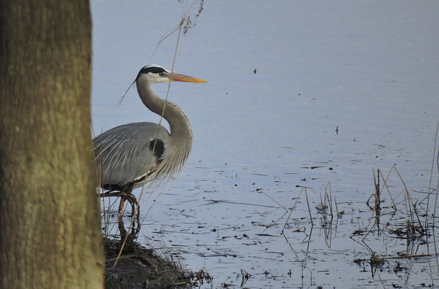 GBH at the farm