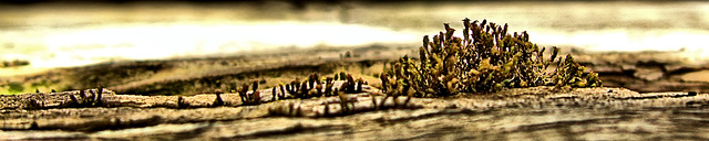 Little Mossy Landscape 3 Little Mossy Landscape 3