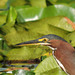 Green Heron