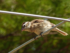 Day 2, female Rose-breasted Grosbeak, Rondeau PP