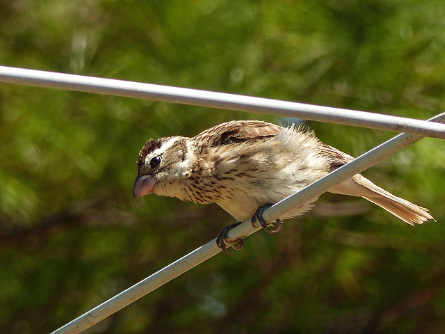 Day 2, female Rose-breasted Grosbeak, Rondeau PP