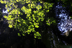 Big Leaf Maple