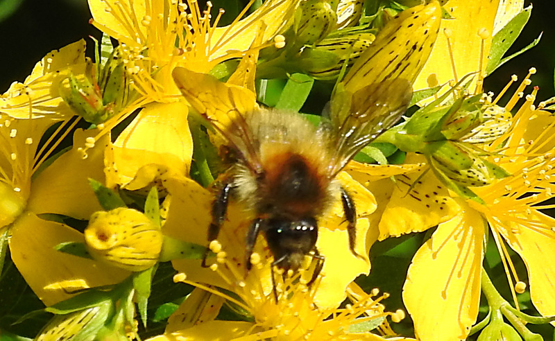 20200622 8808CPw [D~LIP] Veränderliche Hummel, Johanniskraut (Hypericum perforatum),Bad Salzuflen