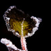 Die Eiskristalle verzieren die Blätter :))  The ice crystals decorate the leaves :))  Les cristaux de glace décorent les feuilles :))