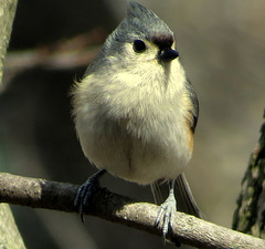 Titmouse
