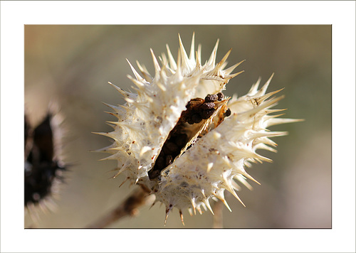 STECHAPFEL  nach  dem  WINTER