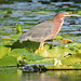 Green Heron