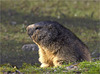 Alpine Marmot