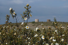 Cistus ladanifer, Penedos