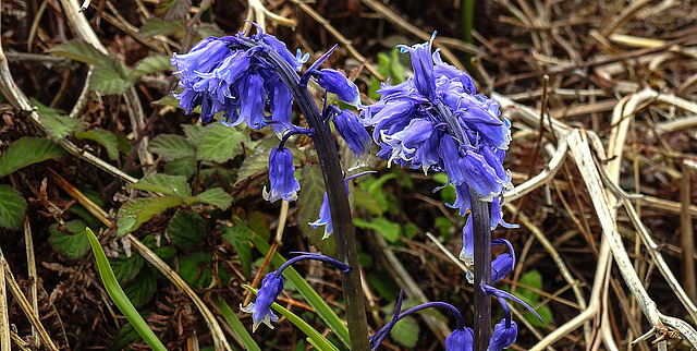 20190612 5024CPw [R~GB] Hasenglöckchen (Hyacinthoides) syn. (Endymion non-scriptus), Skomer, Wales