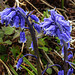 20190612 5024CPw [R~GB] Hasenglöckchen (Hyacinthoides) syn. (Endymion non-scriptus), Skomer, Wales