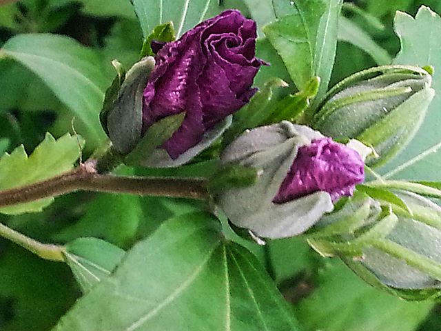 20150802 078Hw [D~RI] Roseneibisch (Hibiscus), Rinteln